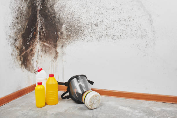 Best Basement Mold Remediation in De Graff, OH