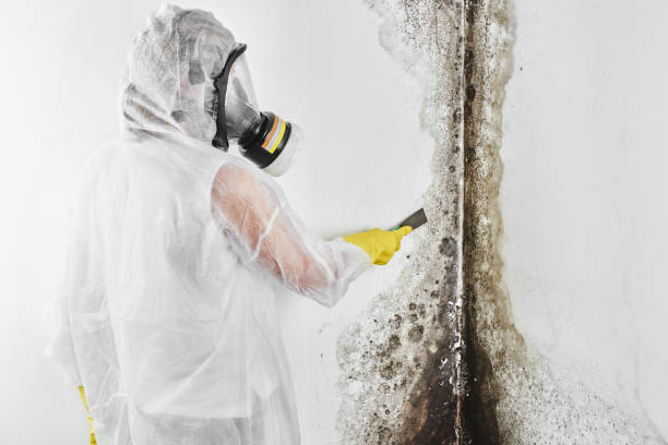 Best Emergency Mold Remediation in De Graff, OH