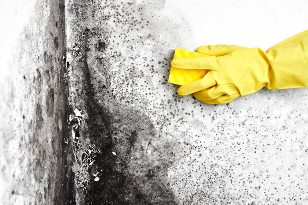 Best Crawl Space Mold Remediation in De Graff, OH