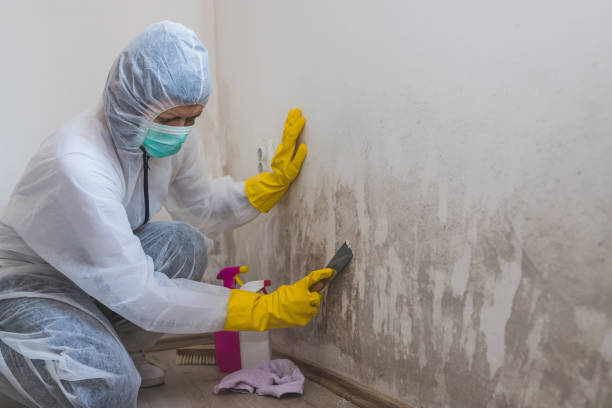 Best Health and Safety Mold Remediation in De Graff, OH