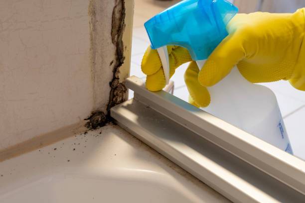 Best Localized Mold Remediation (e.g., coastal areas, humid climates) in De Graff, OH