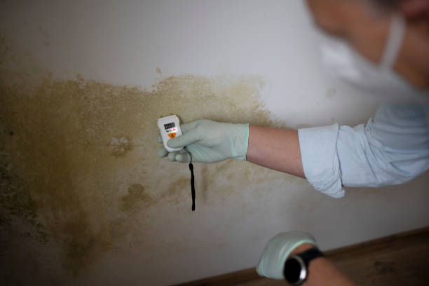 Best White Mold Remediation in De Graff, OH