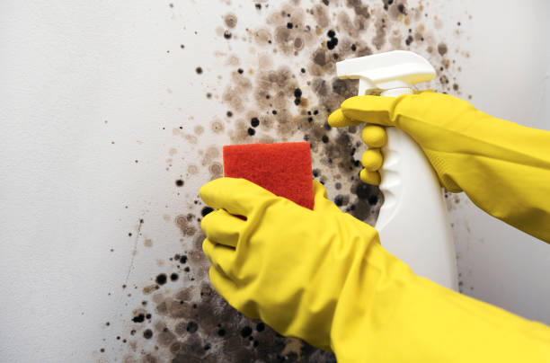 Best Preventive Mold Services in De Graff, OH