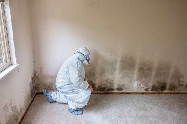 Best Post-Flood Mold Remediation in De Graff, OH