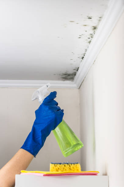Best Kitchen Mold Remediation in De Graff, OH